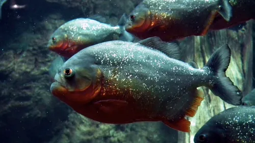 Un homme dévoré par des piranhas dans un lac